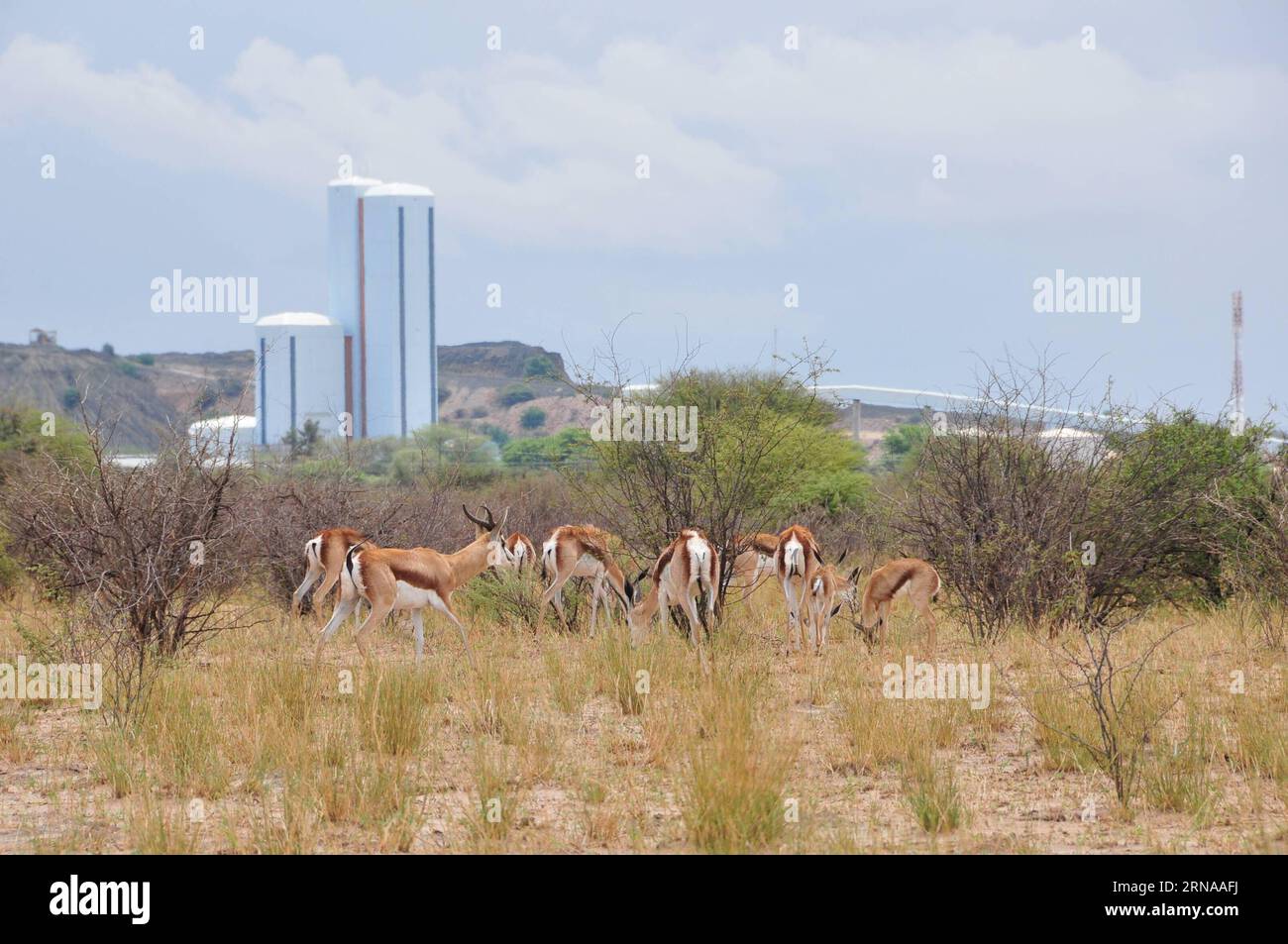 A group of sprinboks are seen in Jwana Game Park within the boundaries of the Jwaneng mining lease area in Jwaneng, Botswana, Jan. 16, 2016. Constructions behind are part of Jwaneng diamond mine. Jwaneng mine is the richest diamond mine in the world by value. The game park situated around the mine measures around 15,000 hectares and accommodates approximately 1,700 animals. ) BOTSWANA-JWANENG-DIAMOND MINE-GAME PARK LyuxTianran PUBLICATIONxNOTxINxCHN   a Group of Springboks are Lakes in  Game Park Within The boundaries of The Jwaneng Mining Lease Area in Jwaneng Botswana Jan 16 2016 Constructio Stock Photo