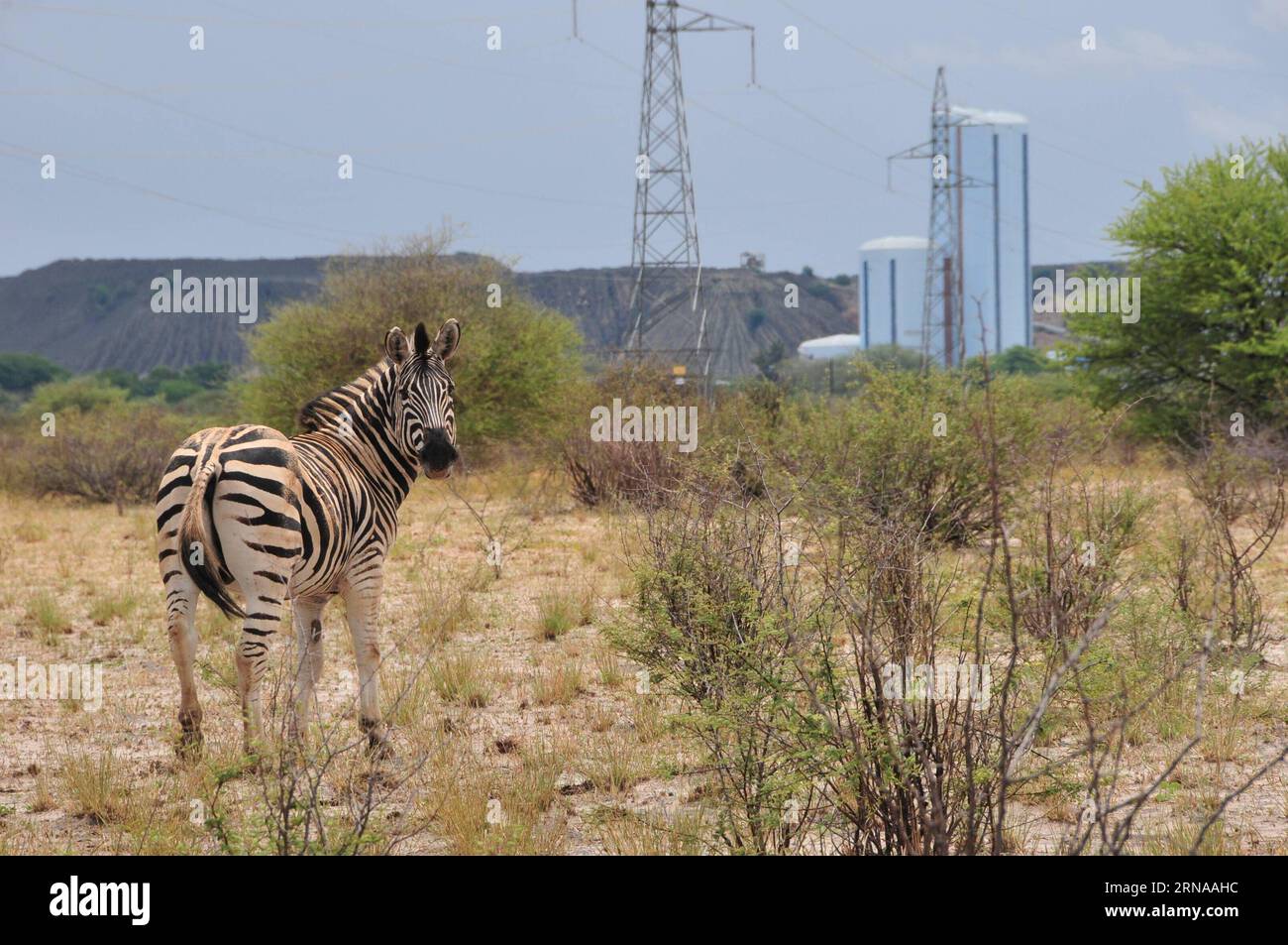 A zebra is seen in Jwana Game Park within the boundaries of the Jwaneng mining lease area in Jwaneng, Botswana, Jan. 16, 2016. Constructions behind are part of Jwaneng diamond mine. Jwaneng mine is the richest diamond mine in the world by value. The game park situated around the mine measures around 15,000 hectares and accommodates approximately 1,700 animals. ) BOTSWANA-JWANENG-DIAMOND MINE-GAME PARK LyuxTianran PUBLICATIONxNOTxINxCHN   a Zebra IS Lakes in  Game Park Within The boundaries of The Jwaneng Mining Lease Area in Jwaneng Botswana Jan 16 2016 Constructions behind are Part of Jwaneng Stock Photo