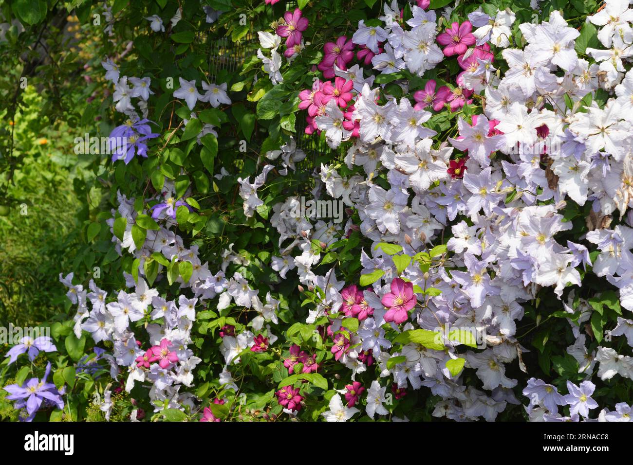 A green fence wall decorated by small-flowered varieties of clematis Comtesse de Bouchaud, Blue Angel, Ville de Lyon, Luther Burbank, Hagley Hybrid. Stock Photo
