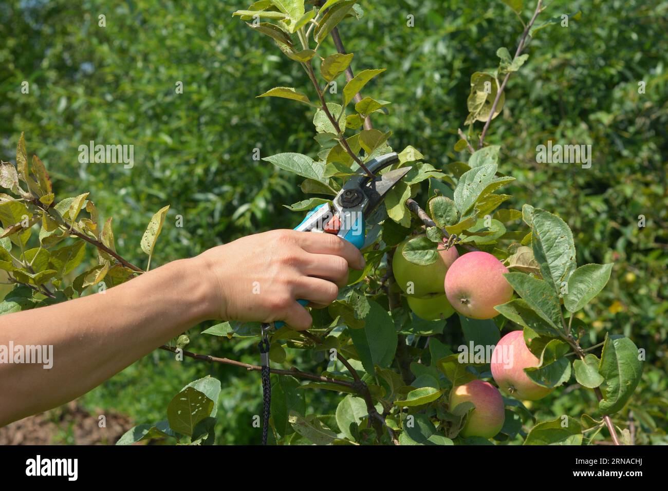 How to prune apple trees in summer, to ensure a good crop the following