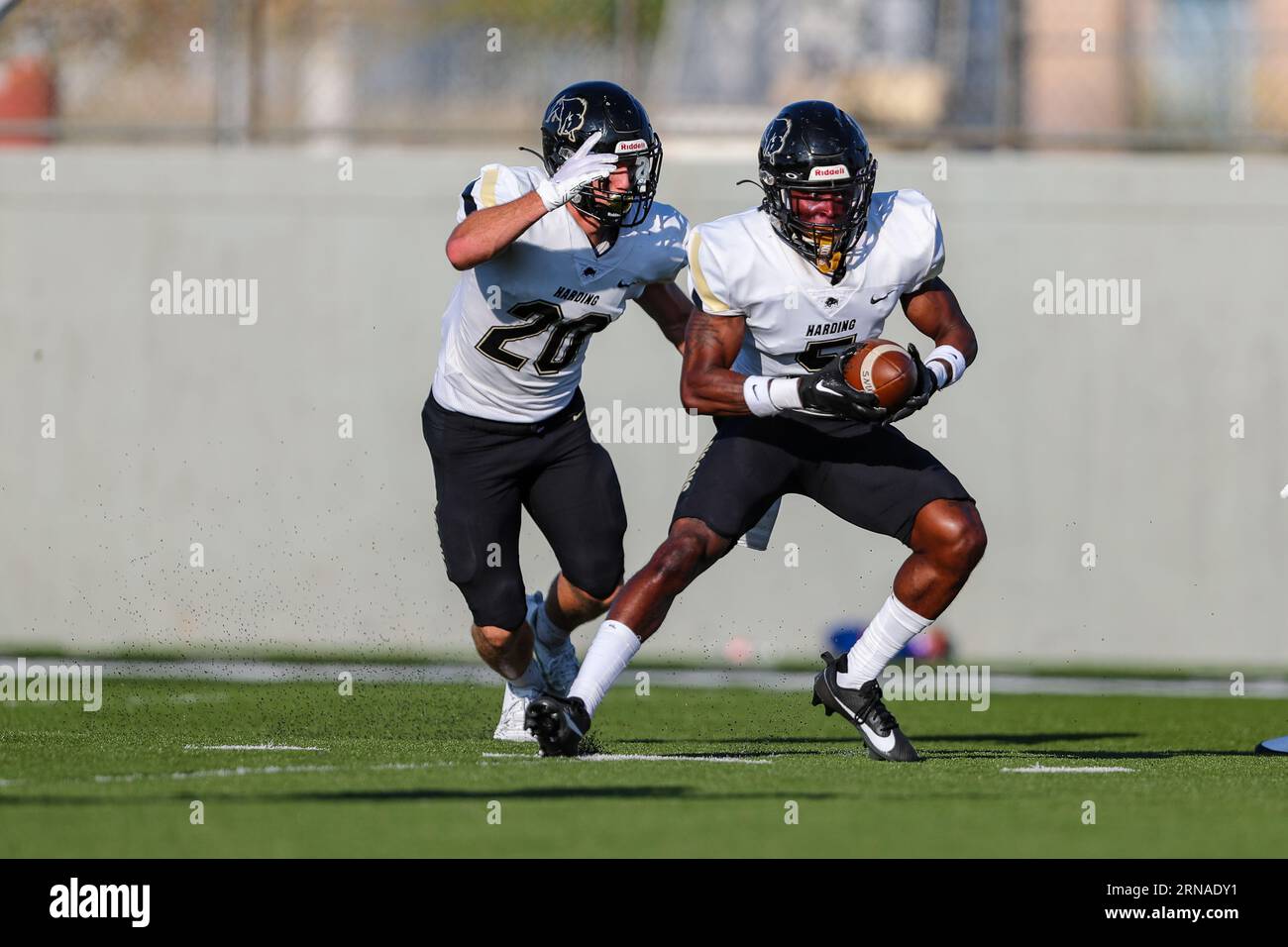 Harding Bison