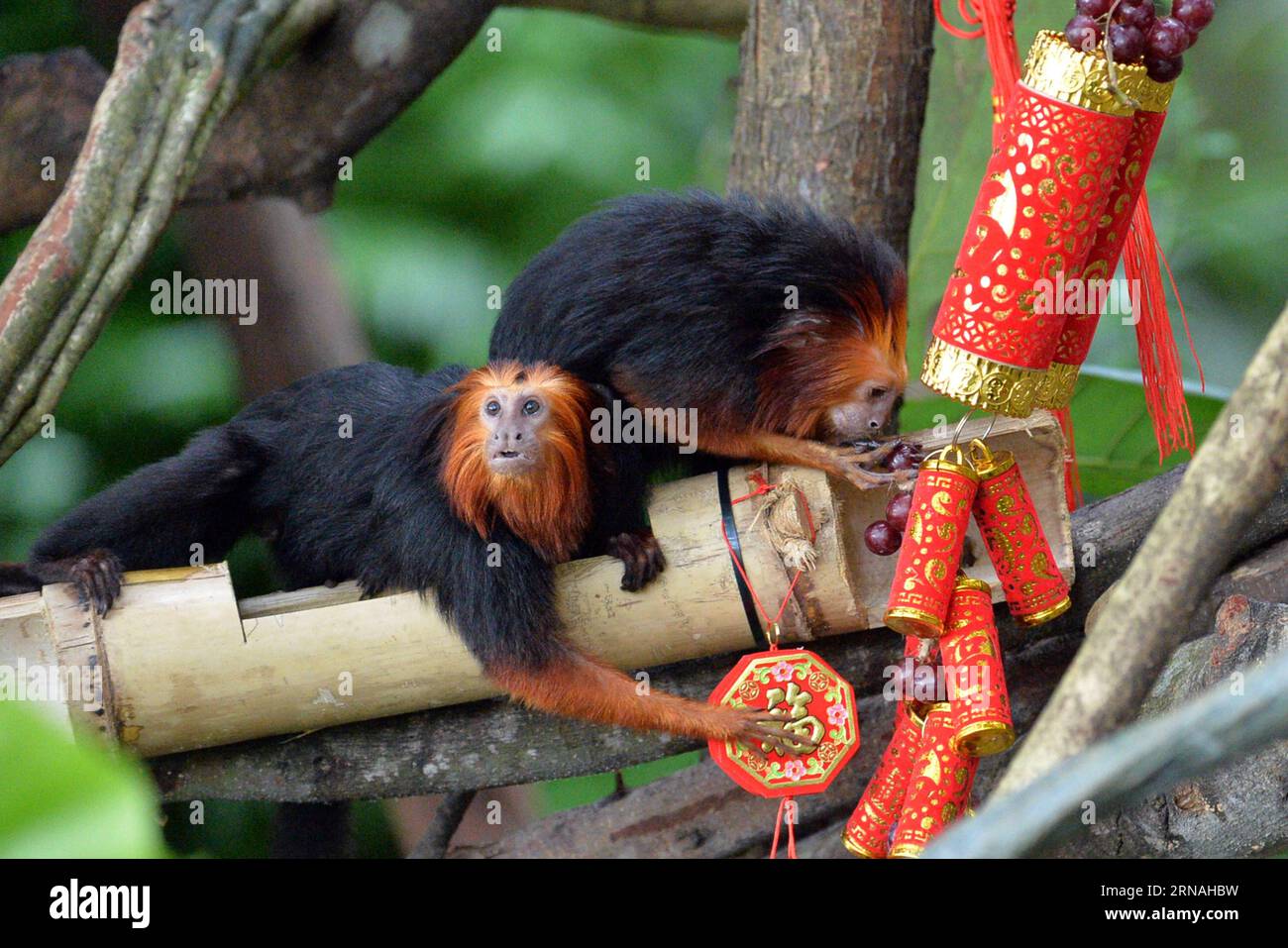 (160127) SINGAPORE, Jan. 27, 2016 Two goldenheaded lion tamarins
