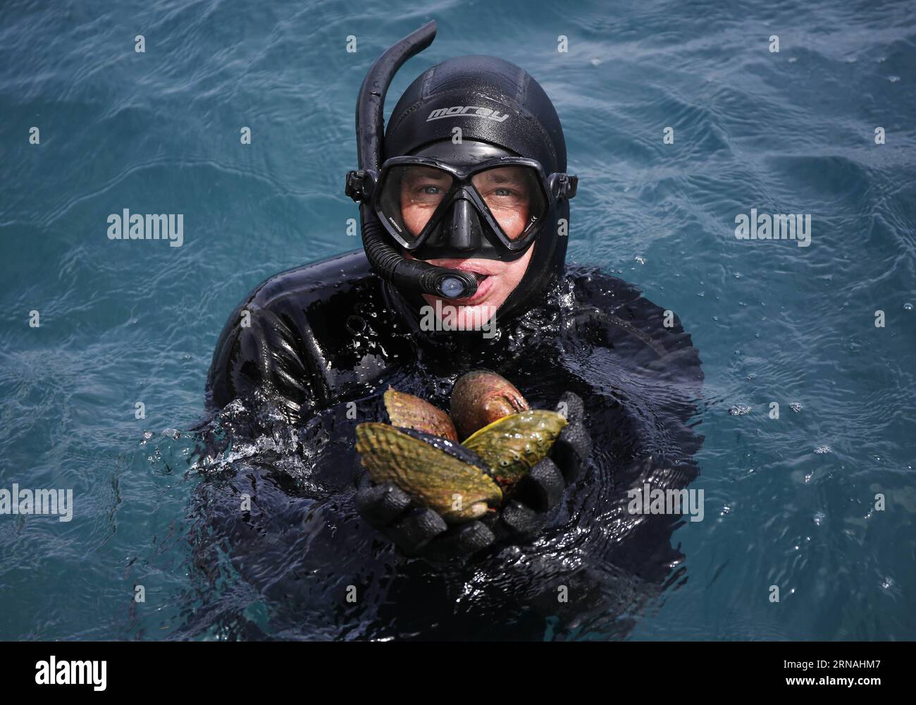 (160127) -- YAN AN, Jan. 27, 2016 () -- Fisher Tim catches black abalones in New Zealand, Jan. 21, 2016. As Chinese Lunar New Year draws near, Zhang Fucai, a villager lives in Luochuan County of northwest China, enjoyed an exotic gourmet meal with his family members thanks to the e-commerce. Zhang was chosen as a lucky consumer of an online store selling New Zealand seafood, and a New Zealand chef was sent to his home to cook the seafood shipped within 72 hours from the place of origin. (/Wang He) (zkr) CHINA-YAN AN-IMPORTED SEAFOOD-CONVENIENCE(CN) Xinhua PUBLICATIONxNOTxINxCHN   160127 Yan to Stock Photo