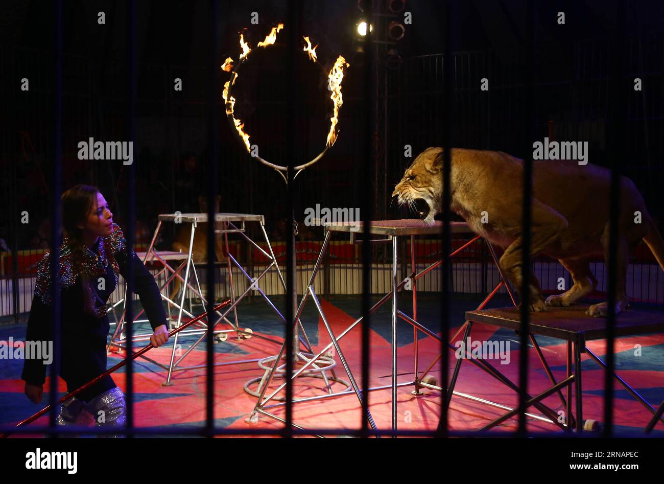 Animal show in 19th century hi-res stock photography and images - Alamy