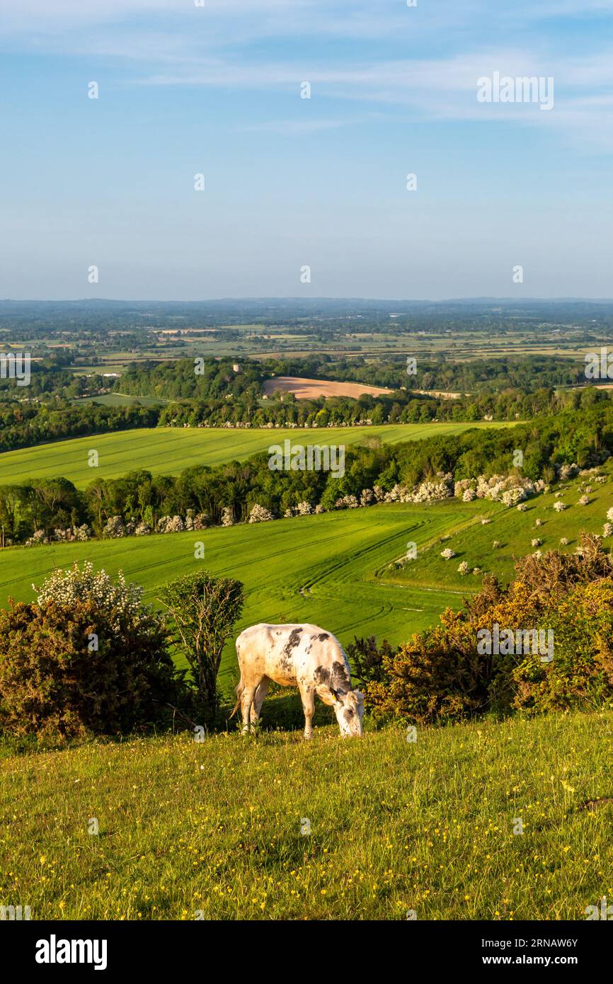 A cow grazing on Firle Beacon in the South Downs, on a sunny late spring day Stock Photo