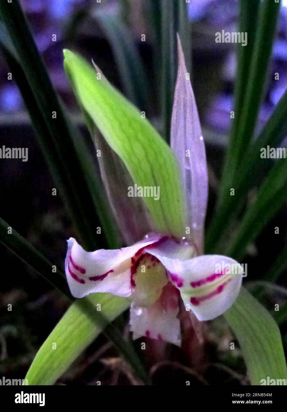 (160219) -- SUZHOU, Feb. 19, 2016 -- Photo taken on Feb. 19, 2016 shows an orchid at Canglang Pavilion in Suzhou, east China s Jiangsu Province. The ten-day 2016 Suzhou spring orchid show will kick off at in Suzhou on Feb. 20, 2016 and showcase over 2,00O orchids of 70 varieties. ) (yxb) CHINA-SUZHOU-ORCHID-EXHIBITON(CN) WangxJianzhong PUBLICATIONxNOTxINxCHN   Suzhou Feb 19 2016 Photo Taken ON Feb 19 2016 Shows to Orchid AT Canglang Pavilion in Suzhou East China S Jiangsu Province The ten Day 2016 Suzhou Spring Orchid Show will Kick off AT in Suzhou ON Feb 20 2016 and Showcase Over 2  Orchids Stock Photo