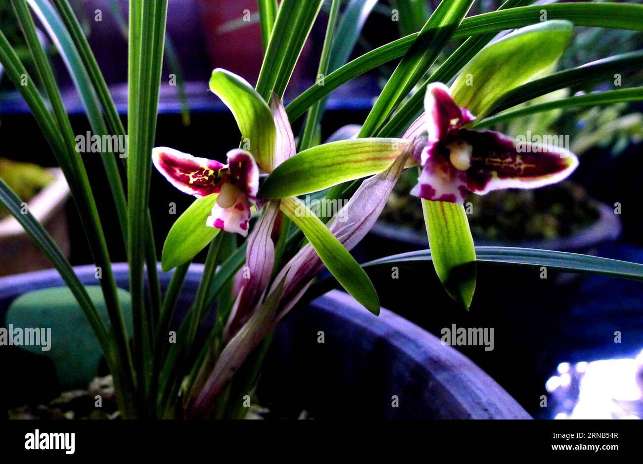(160219) -- SUZHOU, Feb. 19, 2016 -- Photo taken on Feb. 19, 2016 shows orchids at Canglang Pavilion in Suzhou, east China s Jiangsu Province. The ten-day 2016 Suzhou spring orchid show will kick off at in Suzhou on Feb. 20, 2016 and showcase over 2,00O orchids of 70 varieties. ) (yxb) CHINA-SUZHOU-ORCHID-EXHIBITON(CN) WangxJianzhong PUBLICATIONxNOTxINxCHN   Suzhou Feb 19 2016 Photo Taken ON Feb 19 2016 Shows Orchids AT Canglang Pavilion in Suzhou East China S Jiangsu Province The ten Day 2016 Suzhou Spring Orchid Show will Kick off AT in Suzhou ON Feb 20 2016 and Showcase Over 2  Orchids of 7 Stock Photo