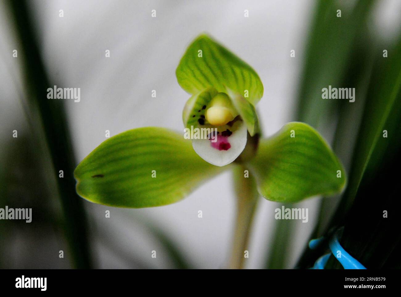 (160219) -- SUZHOU, Feb. 19, 2016 -- Photo taken on Feb. 19, 2016 shows an orchid at Canglang Pavilion in Suzhou, east China s Jiangsu Province. The ten-day 2016 Suzhou spring orchid show will kick off at in Suzhou on Feb. 20, 2016 and showcase over 2,00O orchids of 70 varieties. ) (yxb) CHINA-SUZHOU-ORCHID-EXHIBITON(CN) WangxJianzhong PUBLICATIONxNOTxINxCHN   Suzhou Feb 19 2016 Photo Taken ON Feb 19 2016 Shows to Orchid AT Canglang Pavilion in Suzhou East China S Jiangsu Province The ten Day 2016 Suzhou Spring Orchid Show will Kick off AT in Suzhou ON Feb 20 2016 and Showcase Over 2  Orchids Stock Photo