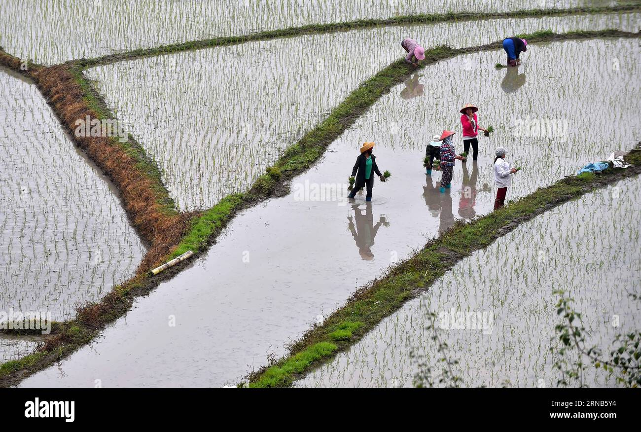 Chang jiang rice field hi-res stock photography and images - Alamy