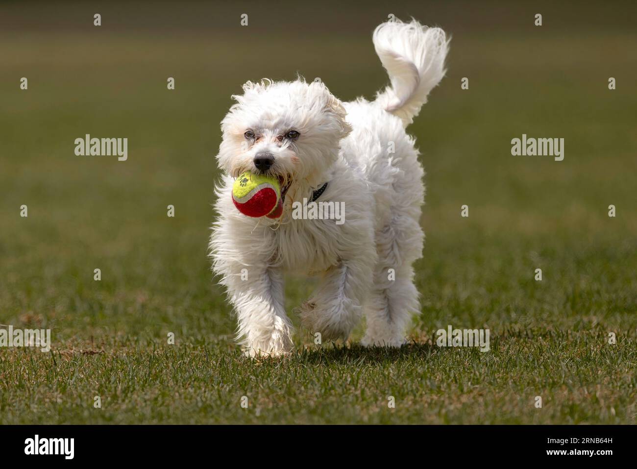 An adorable white Coton De Tulear puppy happily carrying a bright tennis ball on a lush park Stock Photo