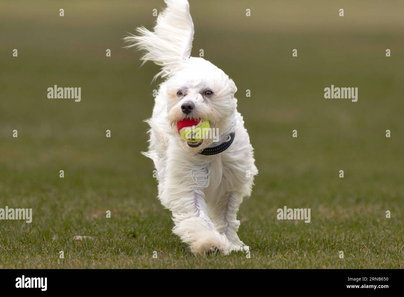 An adorable white Coton De Tulear puppy happily carrying a bright tennis ball on a lush park Stock Photo