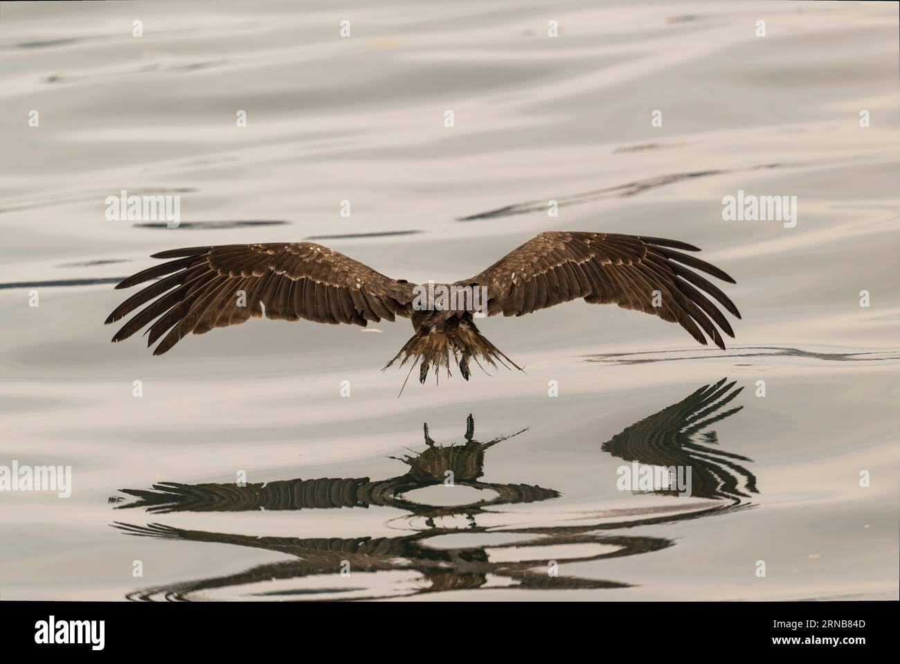 Black Kite flying high up in the air in Keelung Port Taiwan Stock Photo