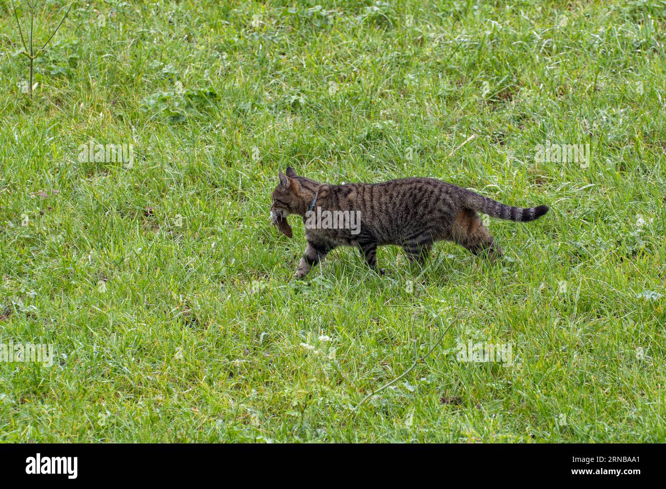 Cat with mouse in the mouth Stock Photo - Alamy