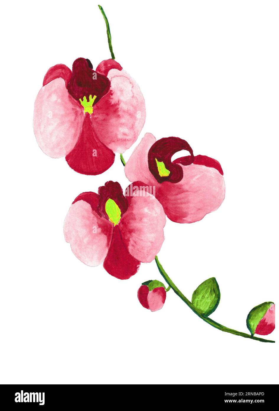 hand drawing orchid flower, watercolor drawing Stock Photo Alamy