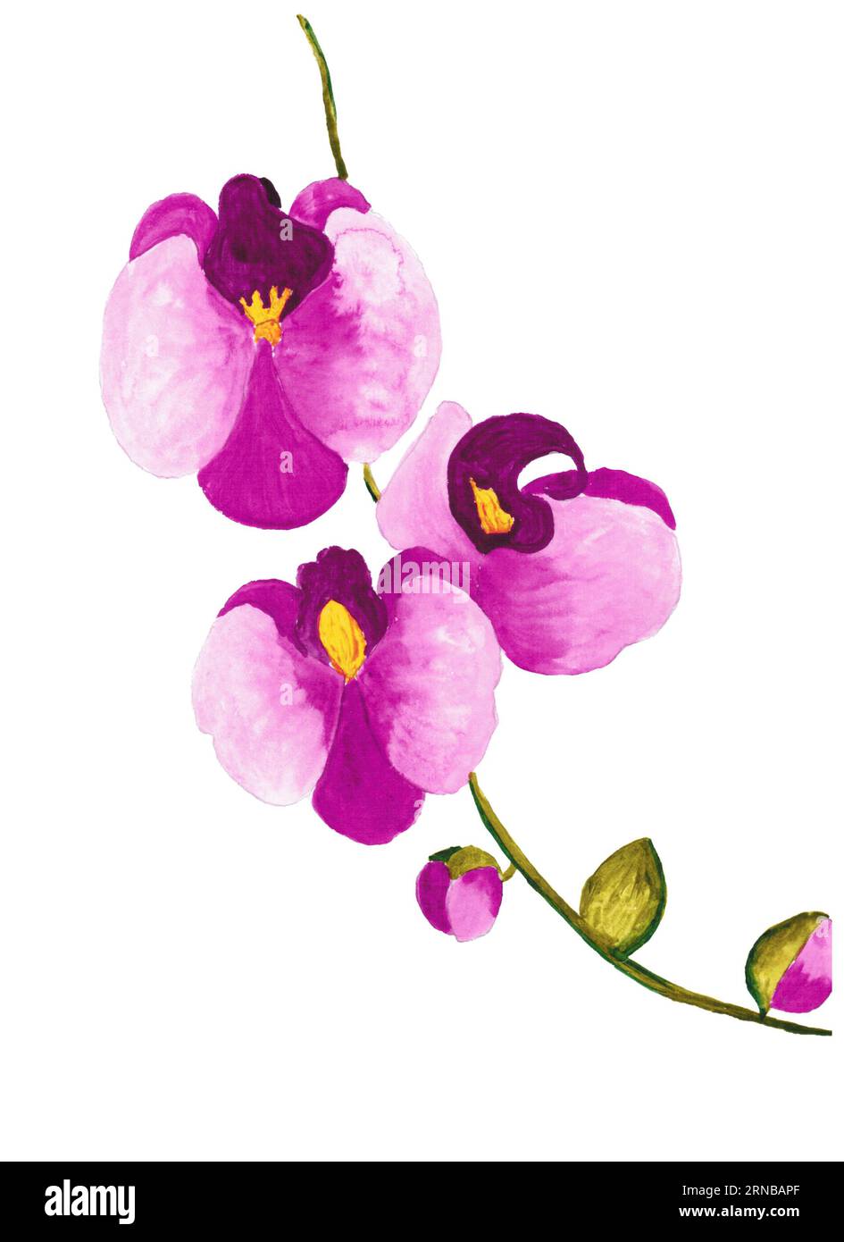 hand drawing orchid flower, watercolor drawing Stock Photo Alamy
