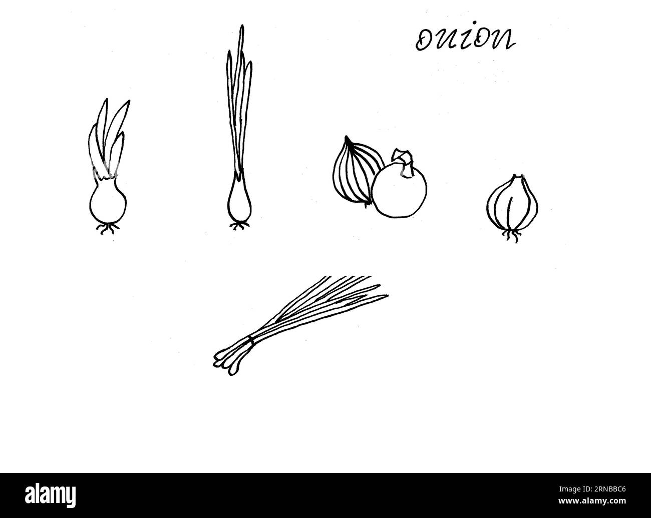 Onion. Vector drawing stock vector. Illustration of botany - 76862911
