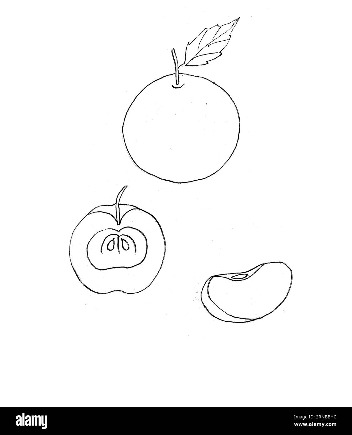 hand drawing apple whole and parts Stock Photo