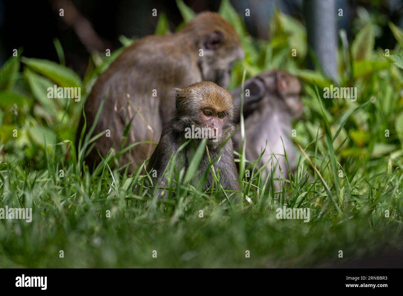 Family of rock macaque Stock Photo