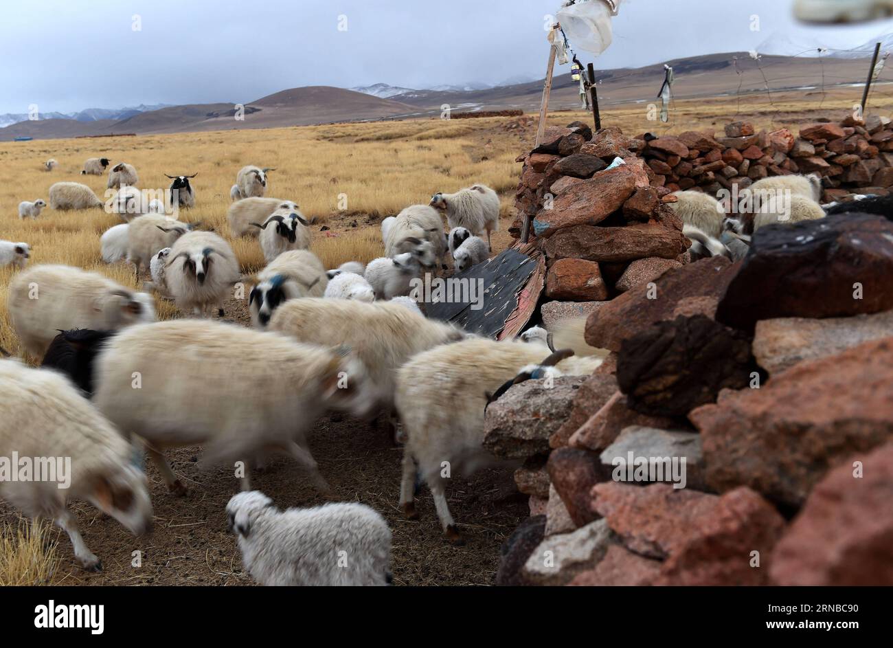 China sheep pen hi-res stock photography and images - Alamy
