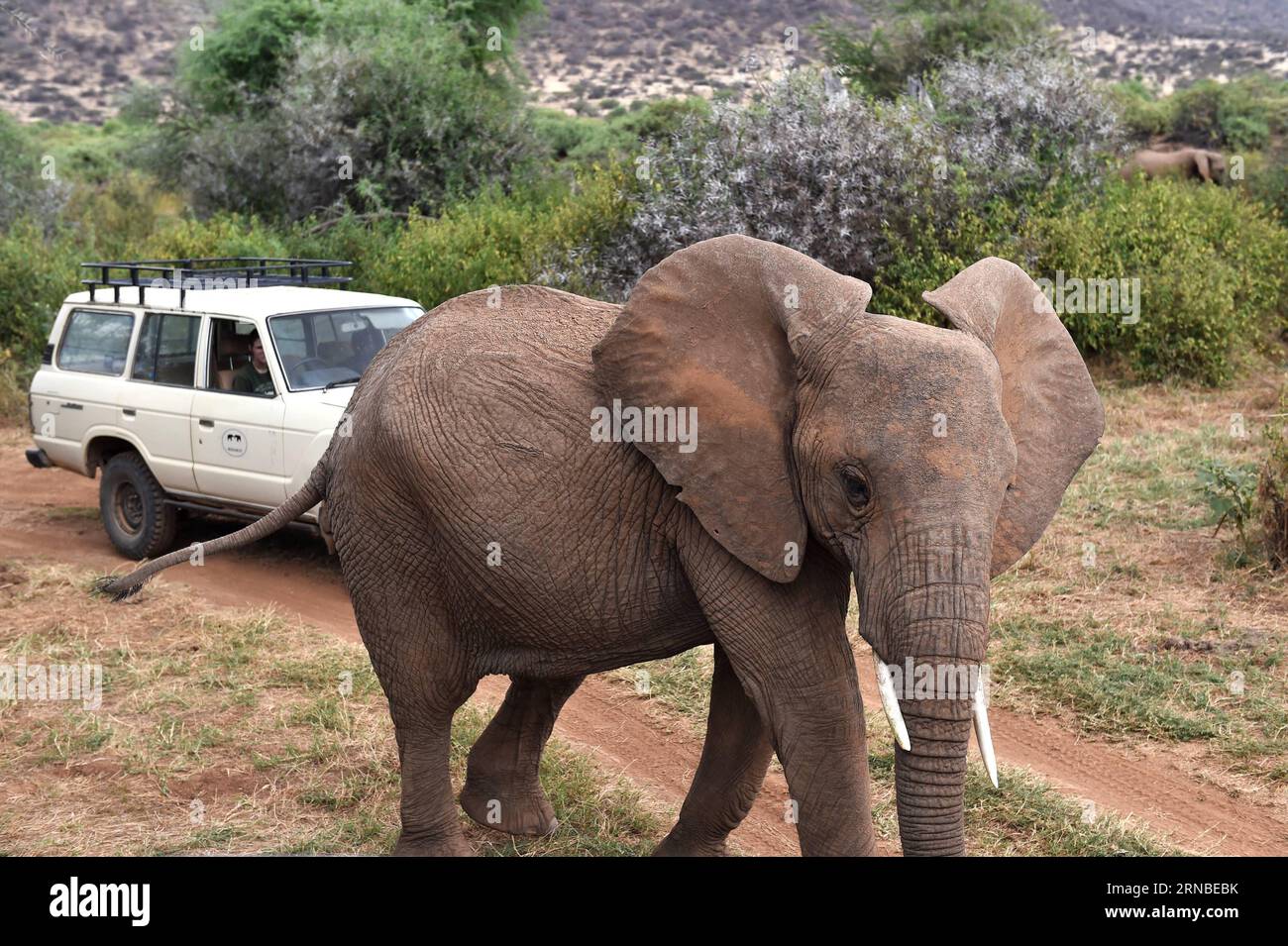 (160303) -- SAMBURU, March 3, 2016 -- Team members from Save the Elephants watch elephants behaviors at Samburu National Reserve, Kenya, March 1, 2016. In northern Kenya s Samburu region, there lives the second largest group of elephant species in this country. Around them, a number of elephant defenders have watched them day and night for the past 18 years. Founded in 1993, the organization Save The Elephants (STE) has been devoting its attention to secure the future of elephants and battle the ivory poaching. The World Wildlife Day is observed on March 3 with The future of wildlife is in our Stock Photo