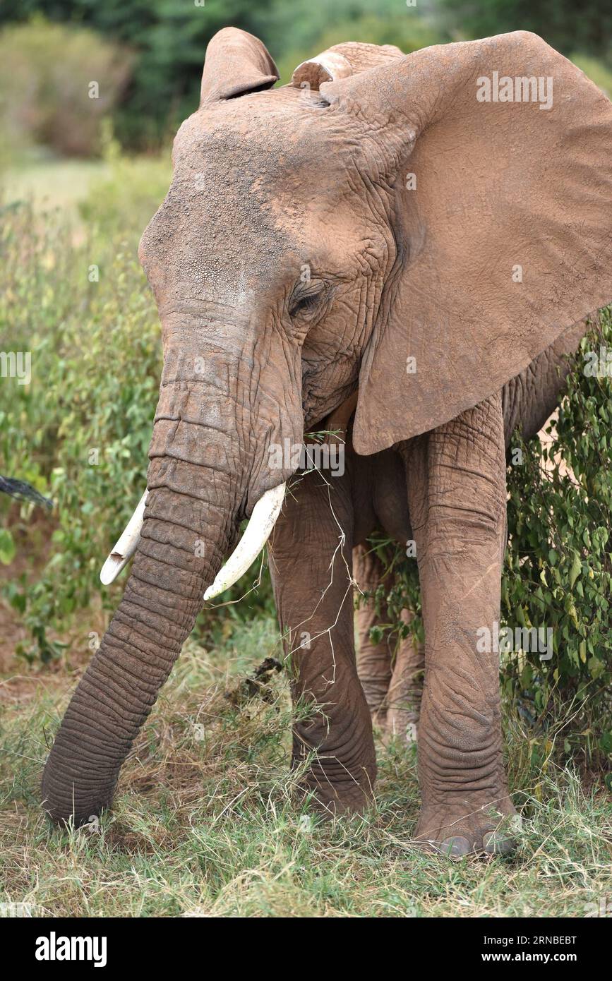 (160303) -- SAMBURU, March 3, 2016 -- Photo taken on March 1, 2016 shows an elephant with a tracking device installed by Save the Elephants at Samburu National Reserve in Kenya. In northern Kenya s Samburu region, there lives the second largest group of elephant species in this country. Around them, a number of elephant defenders have watched them day and night for the past 18 years. Founded in 1993, the organization Save The Elephants (STE) has been devoting its attention to secure the future of elephants and battle the ivory poaching. The World Wildlife Day is observed on March 3 with The fu Stock Photo