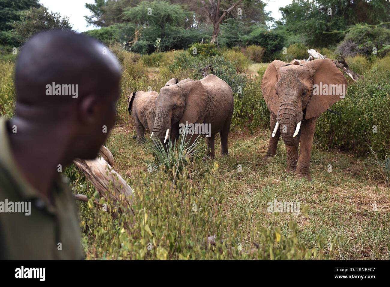 (160303) -- SAMBURU, March 3, 2016 -- David from Save the Elephants watches elephants at Samburu National Reserve, Kenya, March 1, 2016. In northern Kenya s Samburu region, there lives the second largest group of elephant species in this country. Around them, a number of elephant defenders have watched them day and night for the past 18 years. Founded in 1993, the organization Save The Elephants (STE) has been devoting its attention to secure the future of elephants and battle the ivory poaching. The World Wildlife Day is observed on March 3 with The future of wildlife is in our hands being th Stock Photo