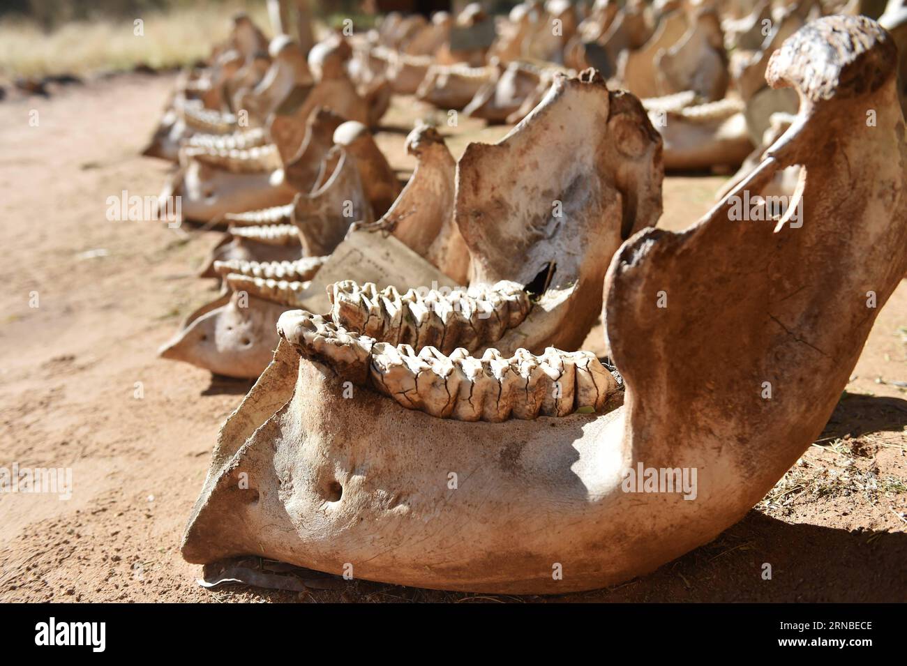 (160303) -- SAMBURU, March 3, 2016 -- Photo taken on March 1, 2016 shows the jaws bones of elephants that died of poaching, at STE camp in Samburu National Reserve, Kenya. In northern Kenya s Samburu region, there lives the second largest group of elephant species in this country. Around them, a number of elephant defenders have watched them day and night for the past 18 years. Founded in 1993, the organization Save The Elephants (STE) has been devoting its attention to secure the future of elephants and battle the ivory poaching. The World Wildlife Day is observed on March 3 with The future o Stock Photo