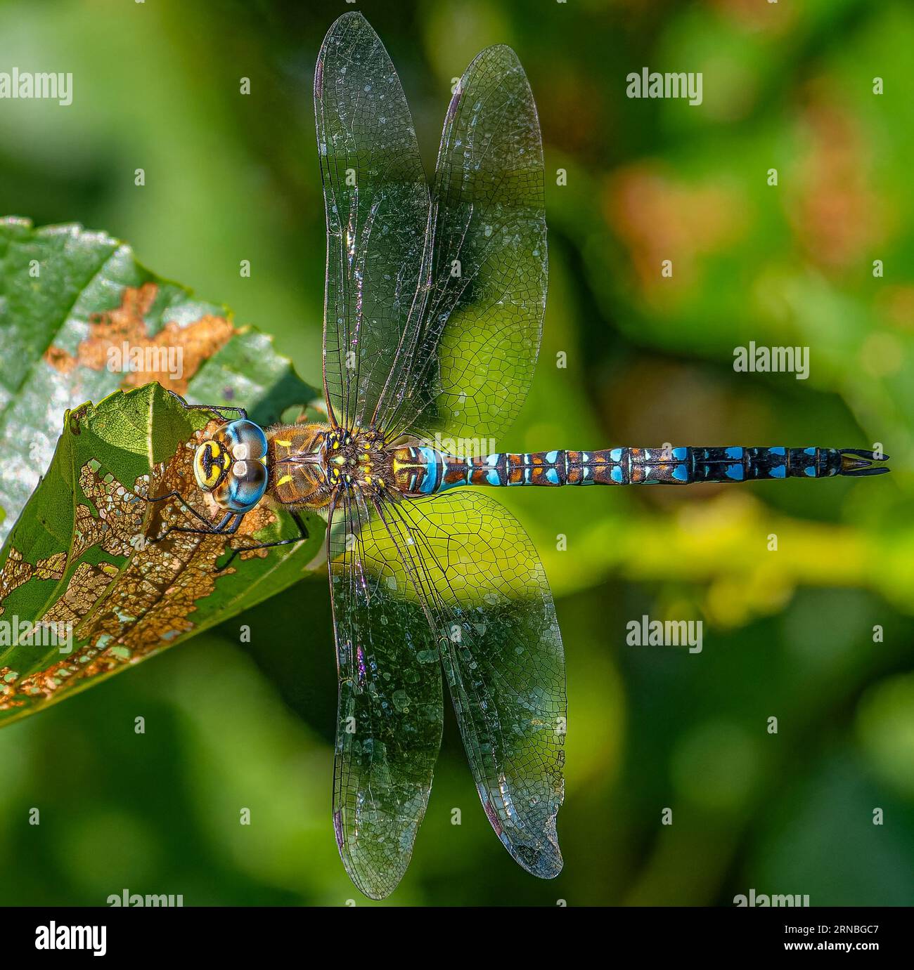 Common Hawker Drangonfly resting on a leaf on top view Stock Photo