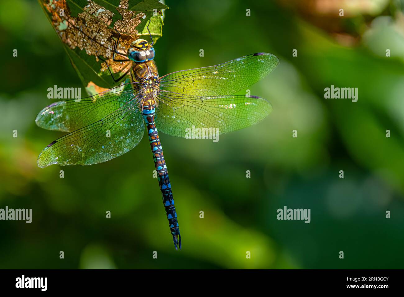Common Hawker Drangonfly resting on a leaf on top view Stock Photo