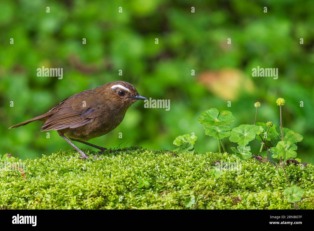 White-browned shortwing bird in Taiwan, Javan shortwing Stock Photo