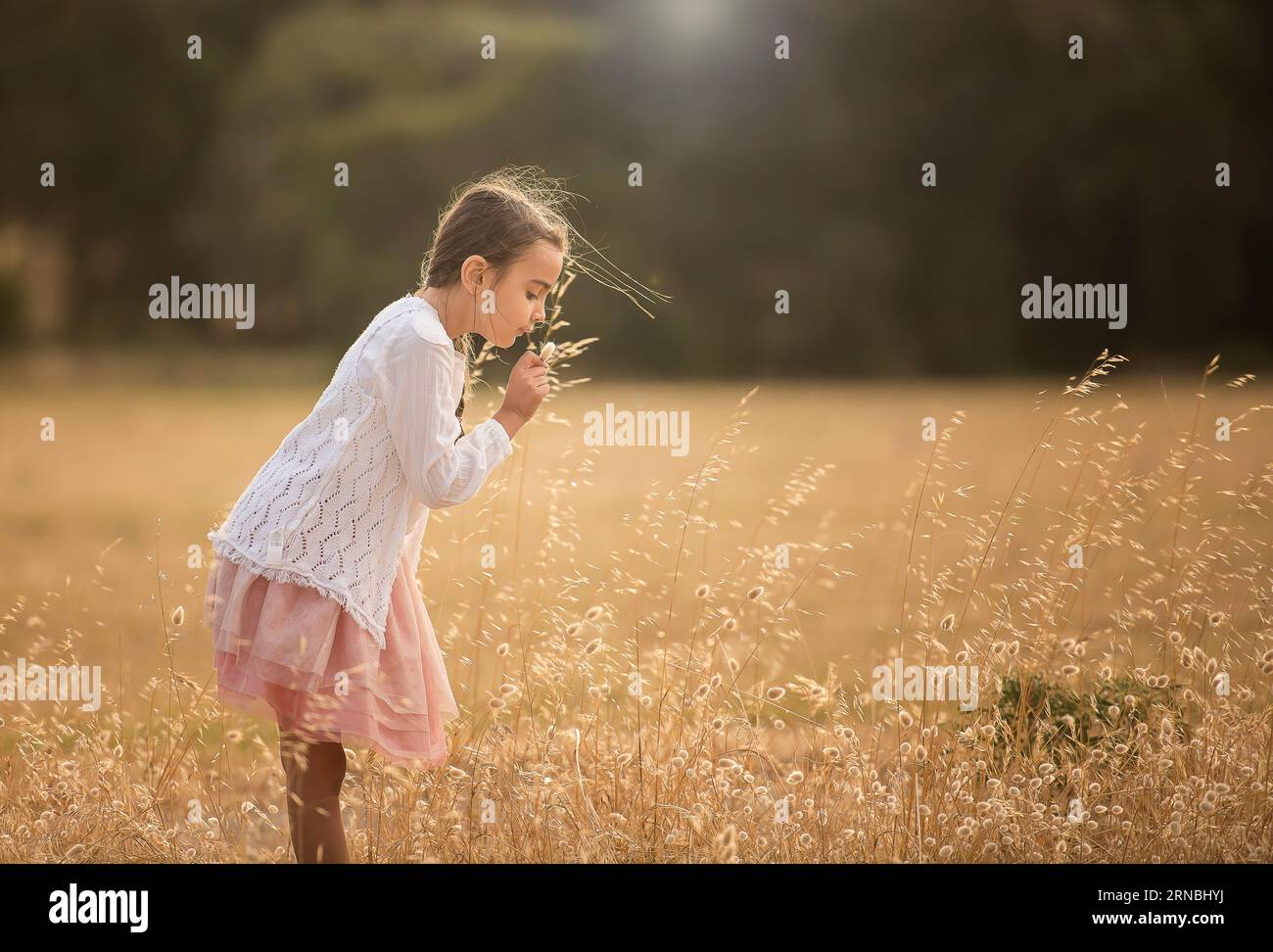 little girl with braid smelling flower in open field in afternoon Stock ...