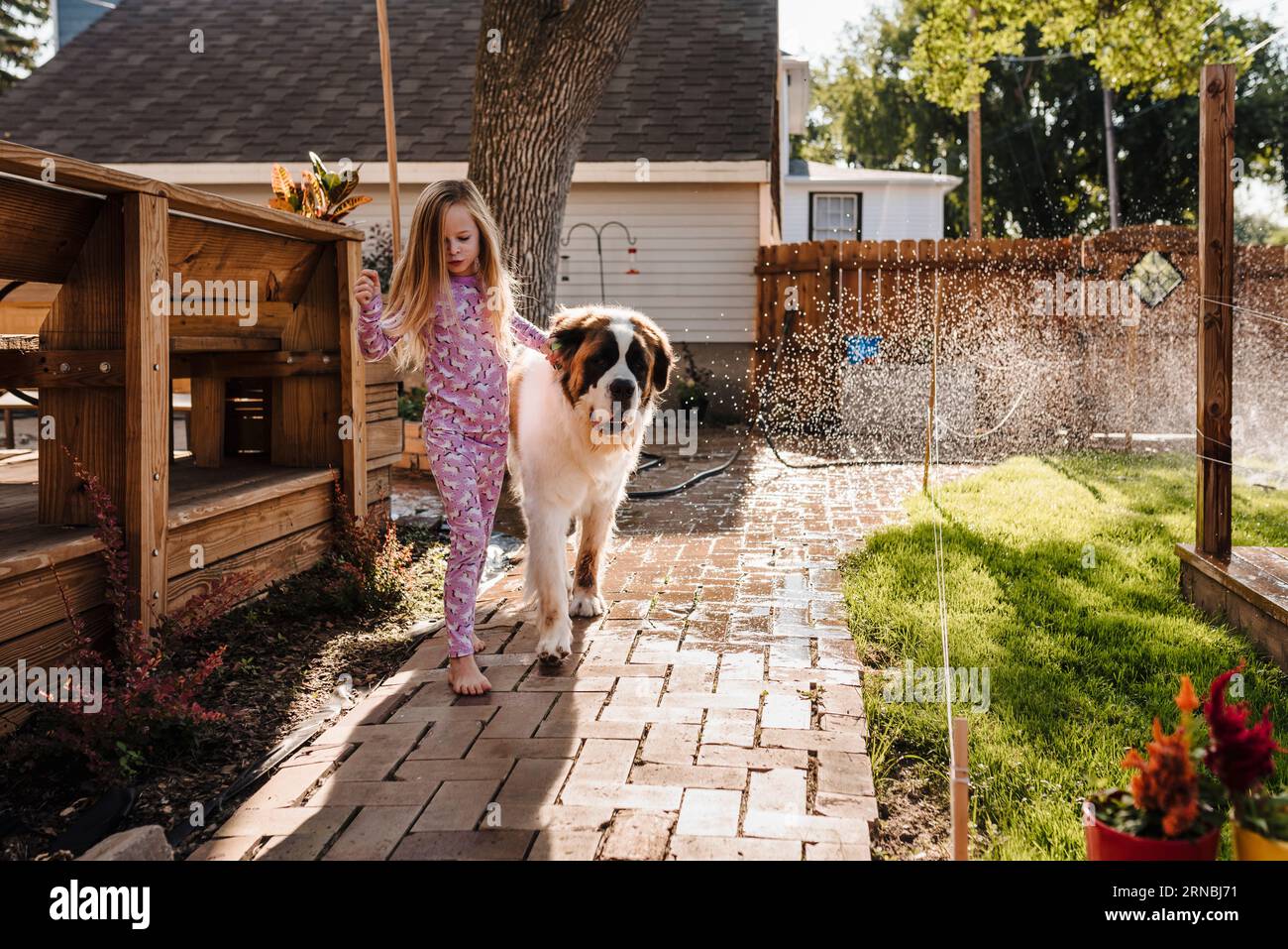 Little girl leads big St. Bernard dog along backyard sidewalk Stock