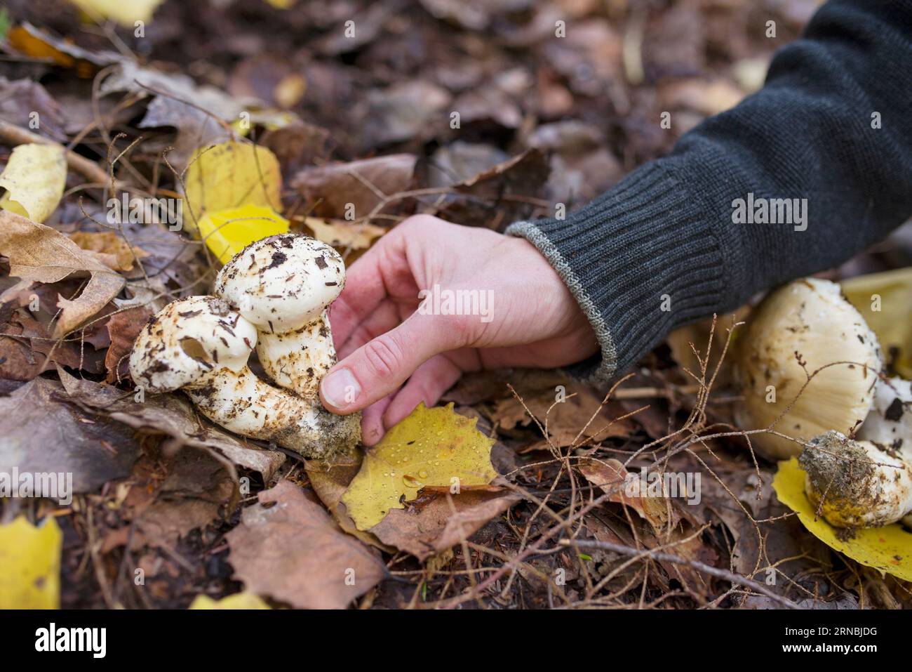 A man holding foraged matsutake mushrooms in the forest Stock Photo