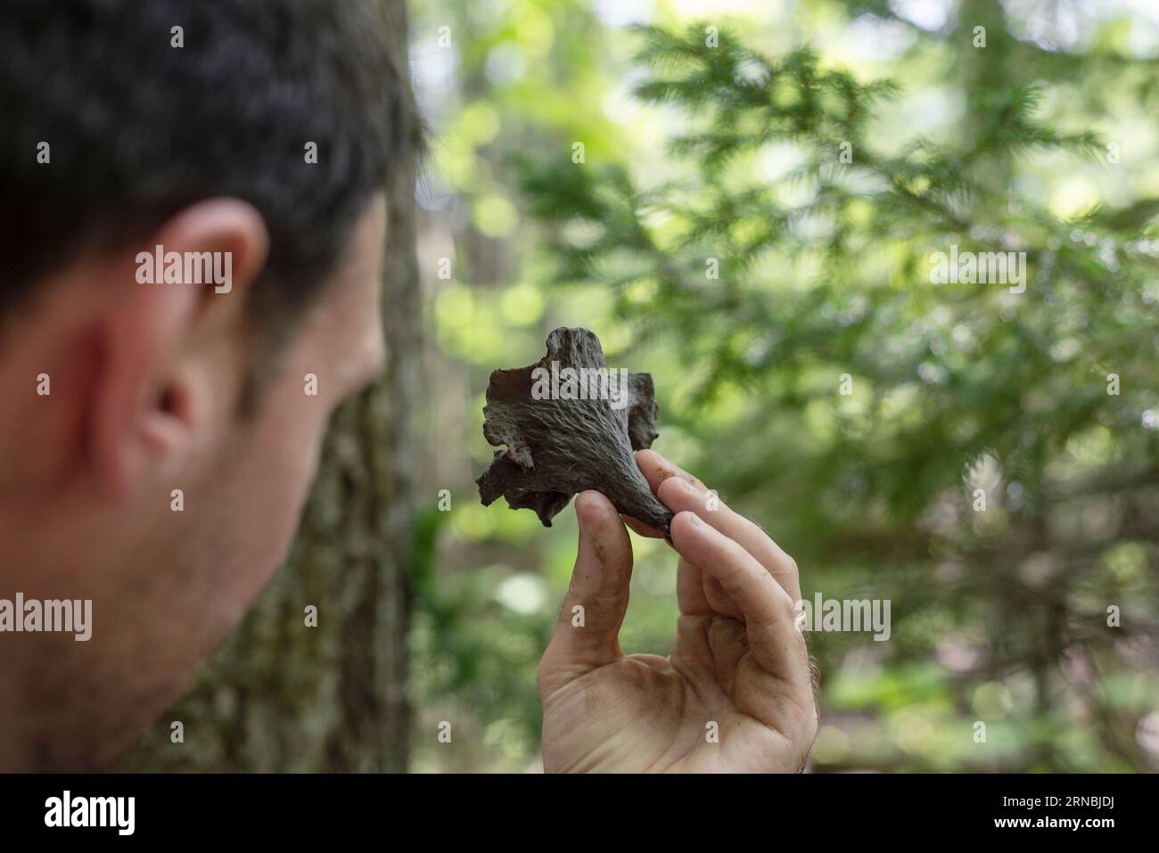 A man holding a freshly foraged black trumpet mushroom in the woods Stock Photo