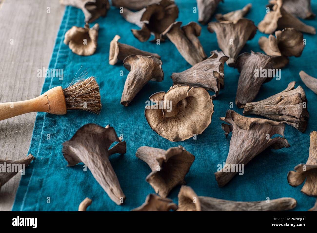 Freshly foraged black trumpet mushrooms spread out on a linen towel Stock Photo
