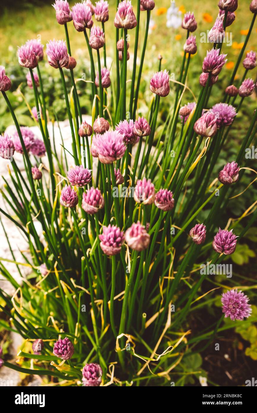 Closeup view flowers hi-res stock photography and images - Alamy