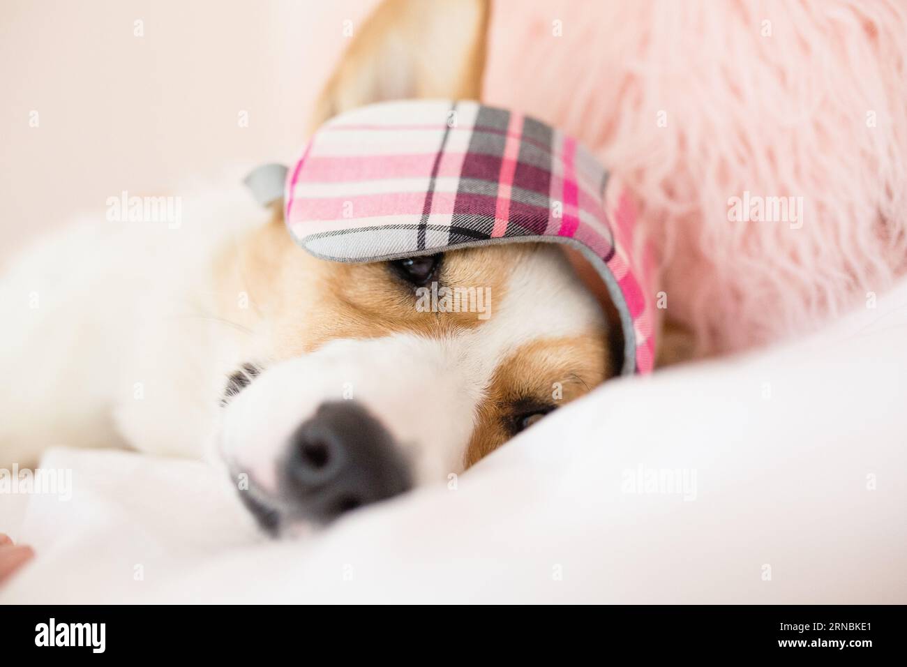 Face of cute corgi laying on bed with sleeping mask over eyes Stock Photo