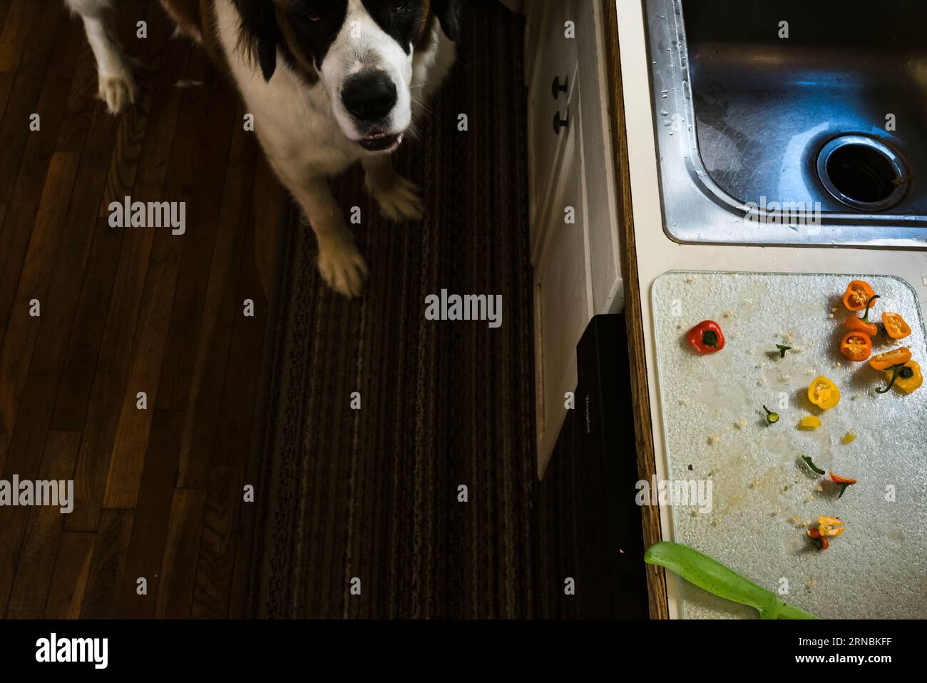 Dog looks up in kitchen waiting for peppers on cutting board by sink Stock Photo
