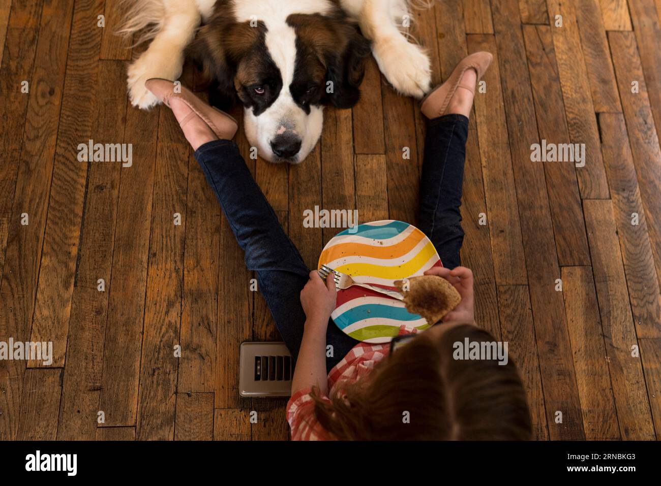 St. Bernard dog sits on floor with little girl begging for food Stock Photo