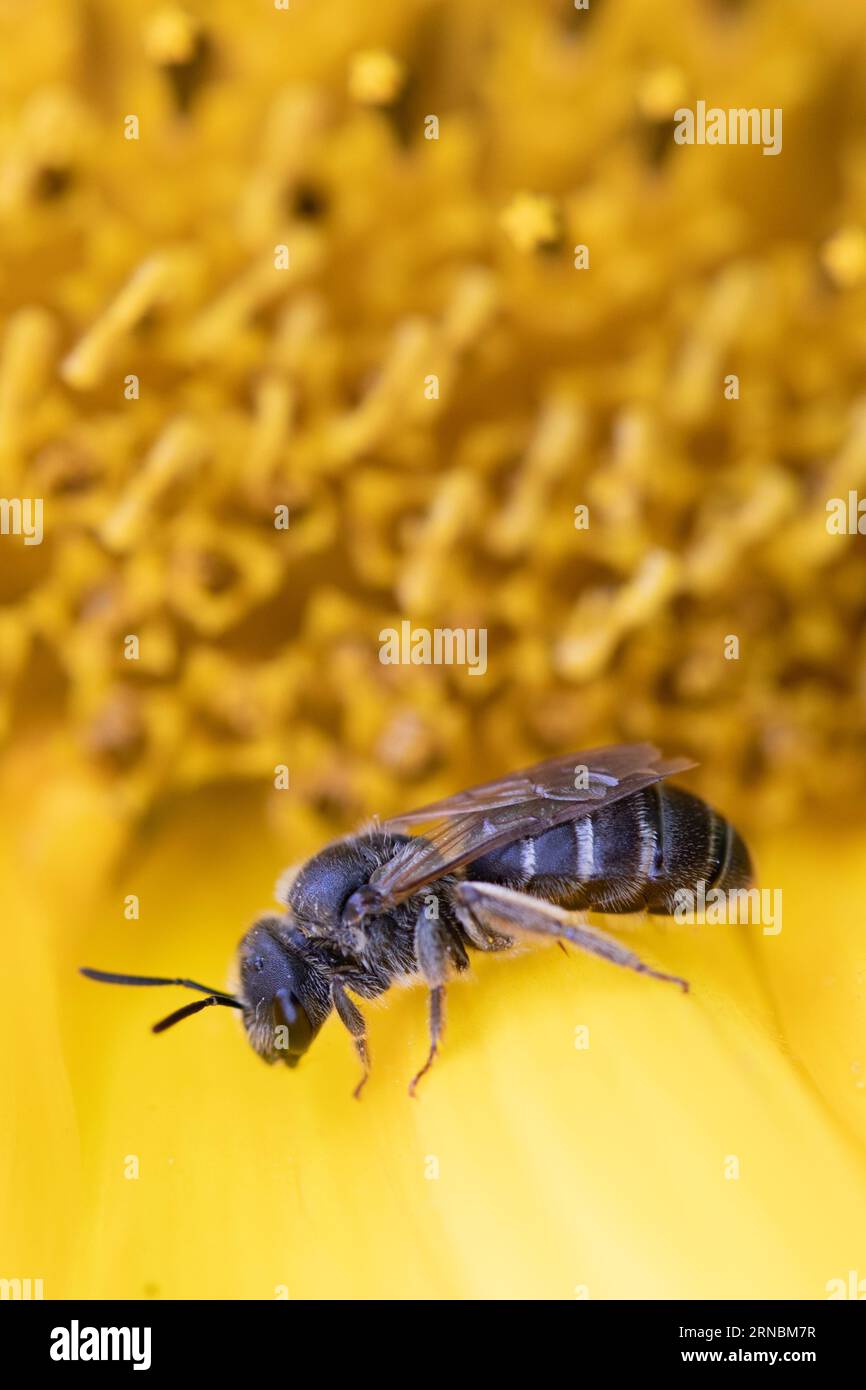 Antennae elegance hi-res stock photography and images - Alamy