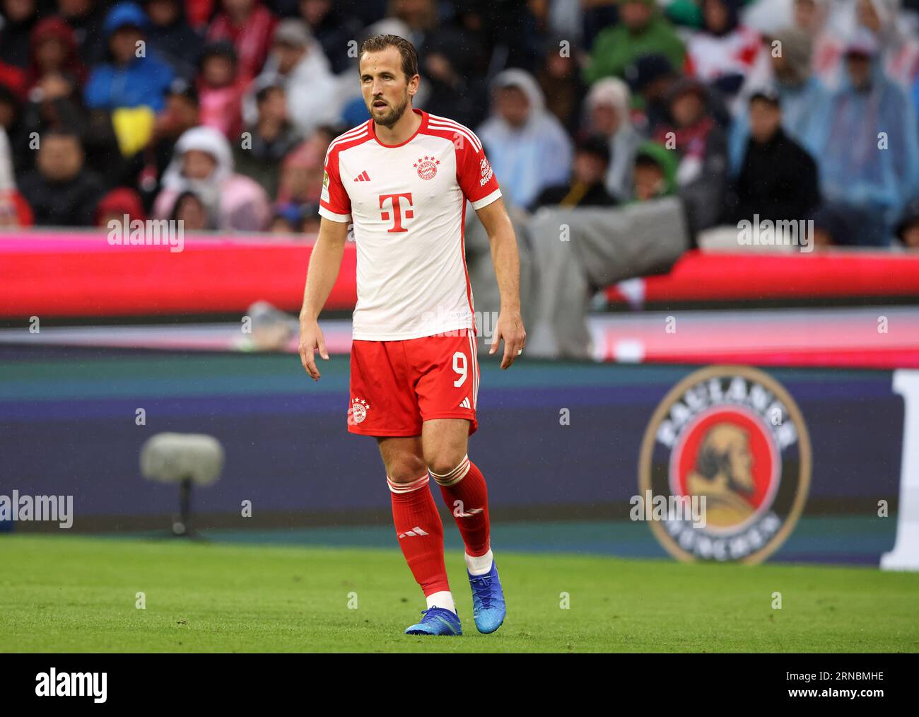 Harry Kane of Bayern Muenchen Paulaner FC Bayern MŸnchen - FC Augsburg  27.8.2023 Fussball 1 . Bundesliga Saison 2023/ 2024 © diebilderwelt / Alamy  Stock Stock Photo - Alamy