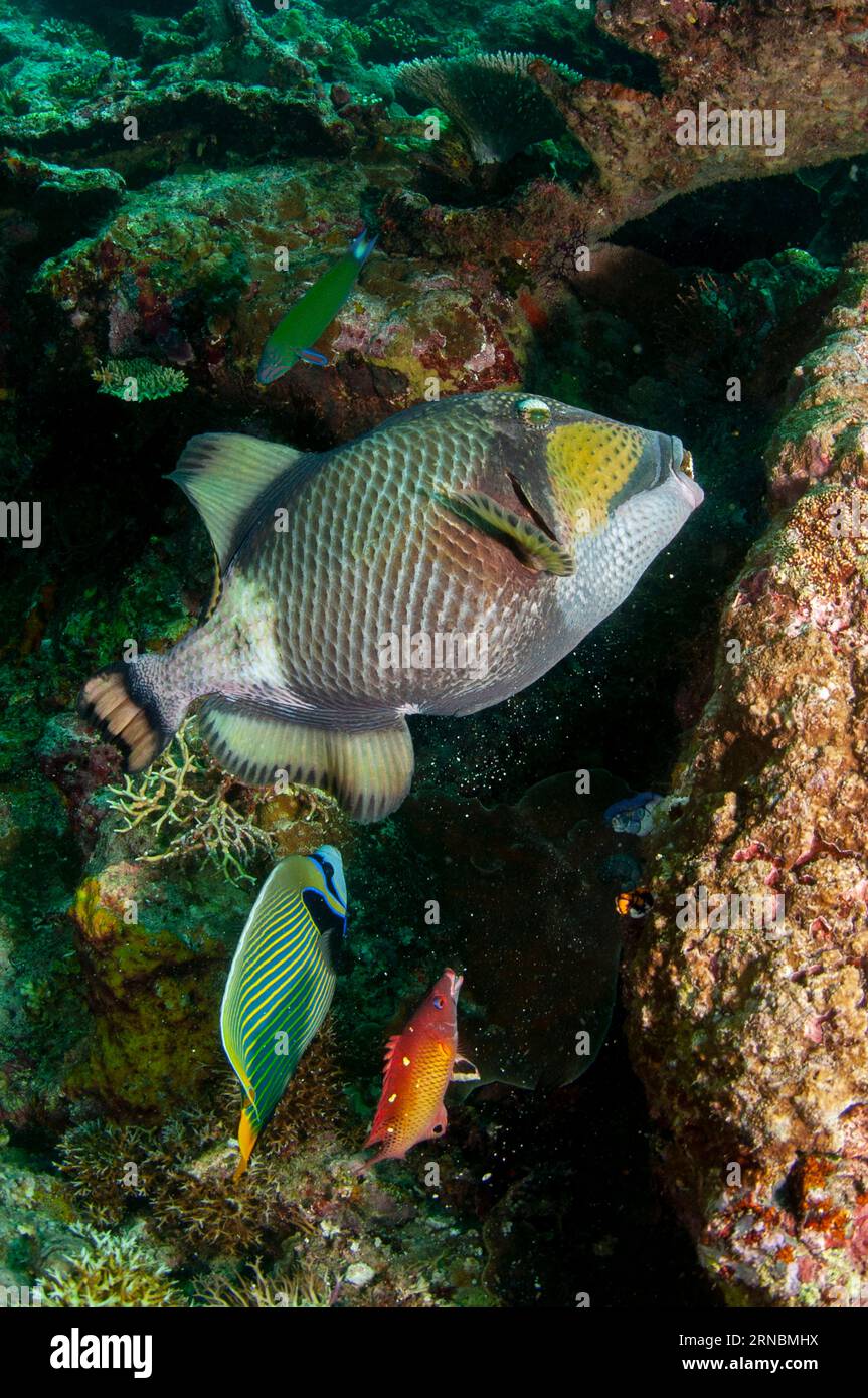 Emperor Angelfish, Pomacanthus imperator, and Redfin Hogfish, Bodianus dictynna, eating remnants discarded by Titan Triggerfish, Balistoides viridesce Stock Photo
