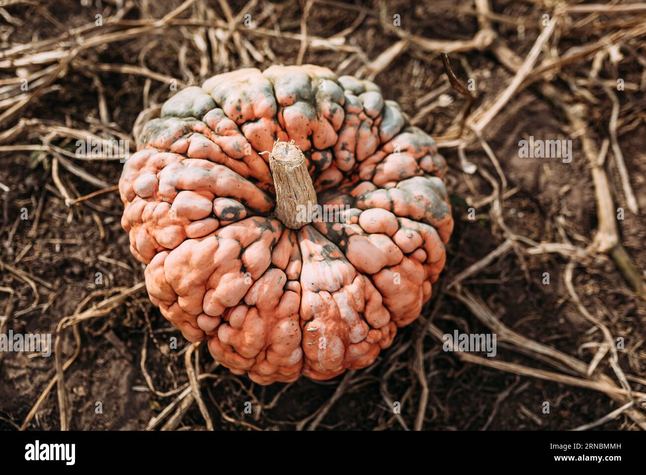 Looking down at bumpy orange and green pumpkin in pumpkin patch Stock Photo