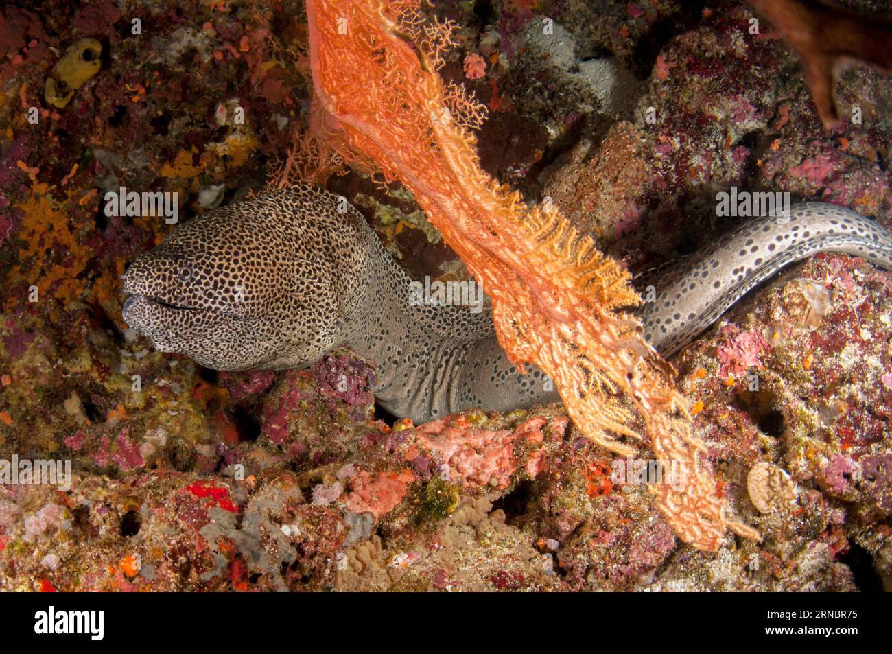 Blackspotted Moray, Gymnothorax favagineus, by Sea Fan, Melithaea sp, Batu Kapal dive site, Banda Islands, Maluku Province, Banda Sea, Indonesia Stock Photo