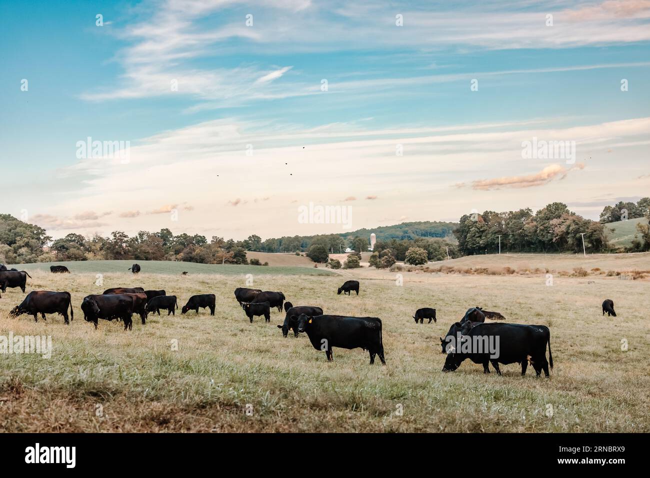 Herd black angus cows grazing hi-res stock photography and images - Alamy