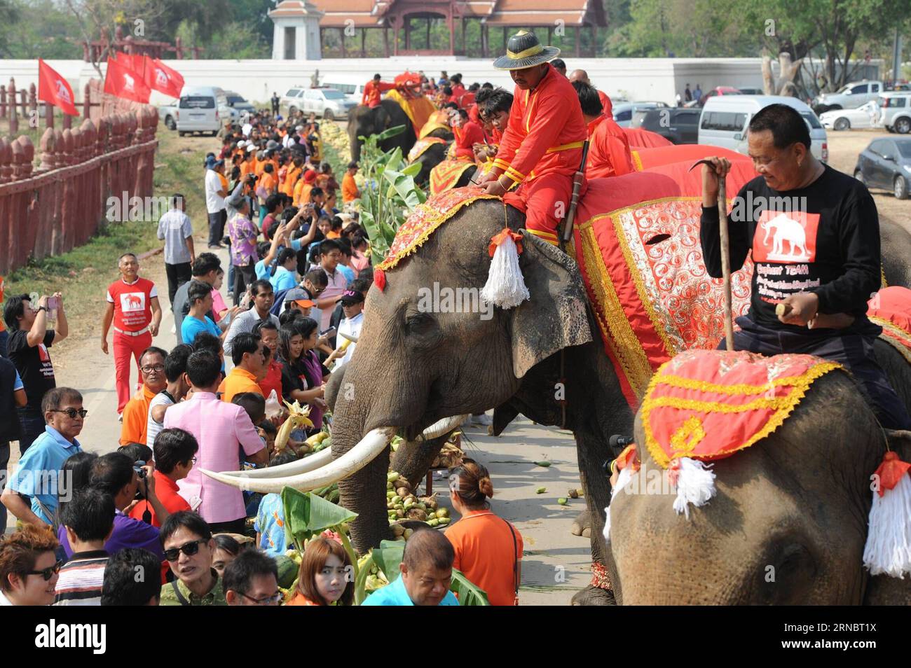 (160311) -- AYUTTHAYA, March 11, 2016 -- People feed elephants with vegetables during a National Elephant Day parade in Ayutthaya, Thailand, March 11, 2016. An elephant parade was held in Ayutthaya of central Thailand to observe the country s annual National Elephant Day and raise public awareness of saving the elephant species and protect its habitats. ) THAILAND-AYUTTHAYA-NATIONAL ELEPHANT DAY-PARADE RachenxSageamsak PUBLICATIONxNOTxINxCHN   Ayutthaya March 11 2016 Celebrities Feed Elephants With Vegetables during a National Elephant Day Parade in Ayutthaya Thai country March 11 2016 to Elep Stock Photo