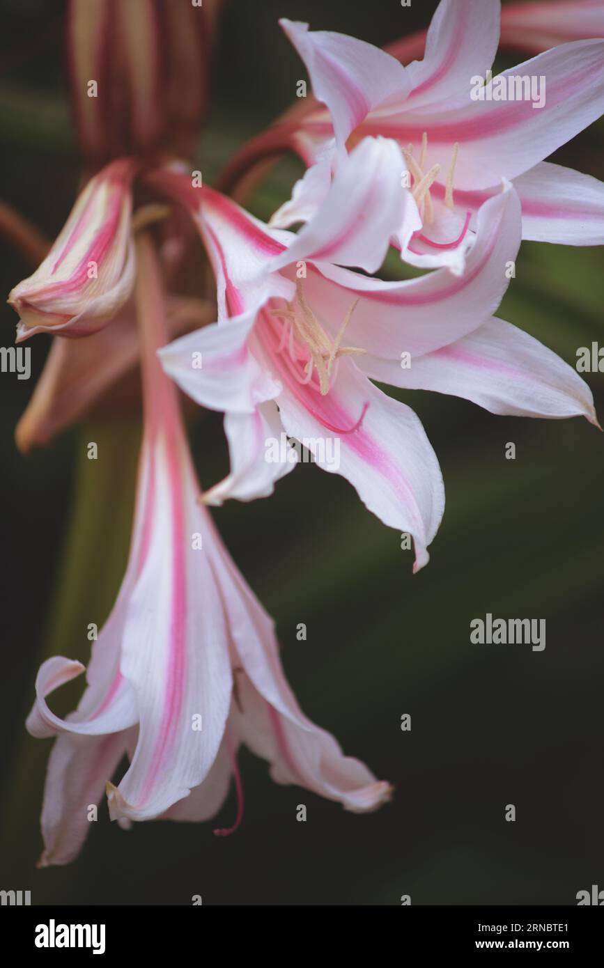 Crinum Bulbispermum Pink and White Lilly Flower Stock Photo