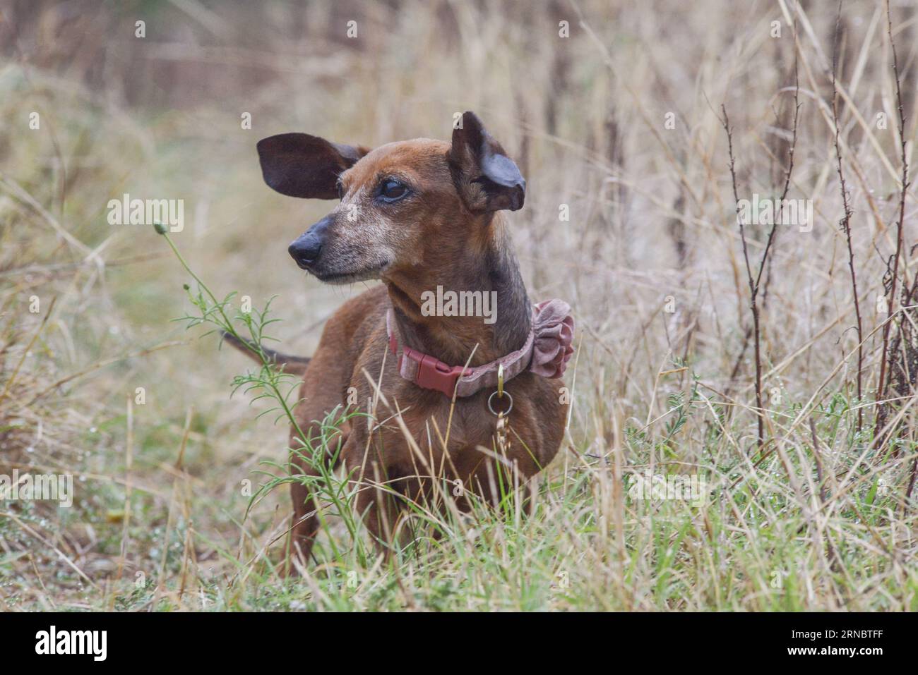 Old Red Dachshund Dog Watchful In Field Stock Photo