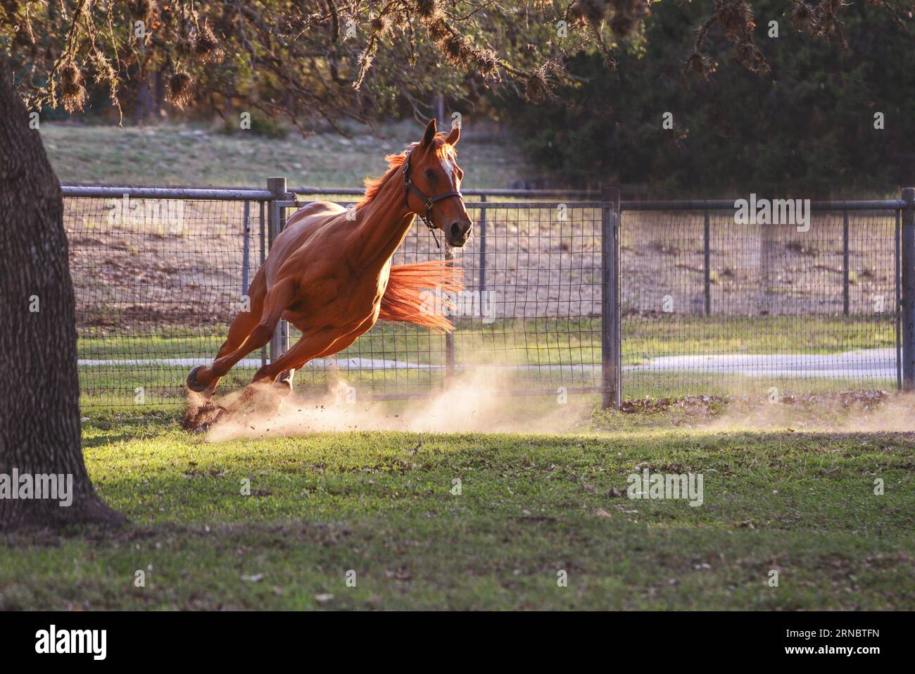 Running Red Horse In Field Stock Photo