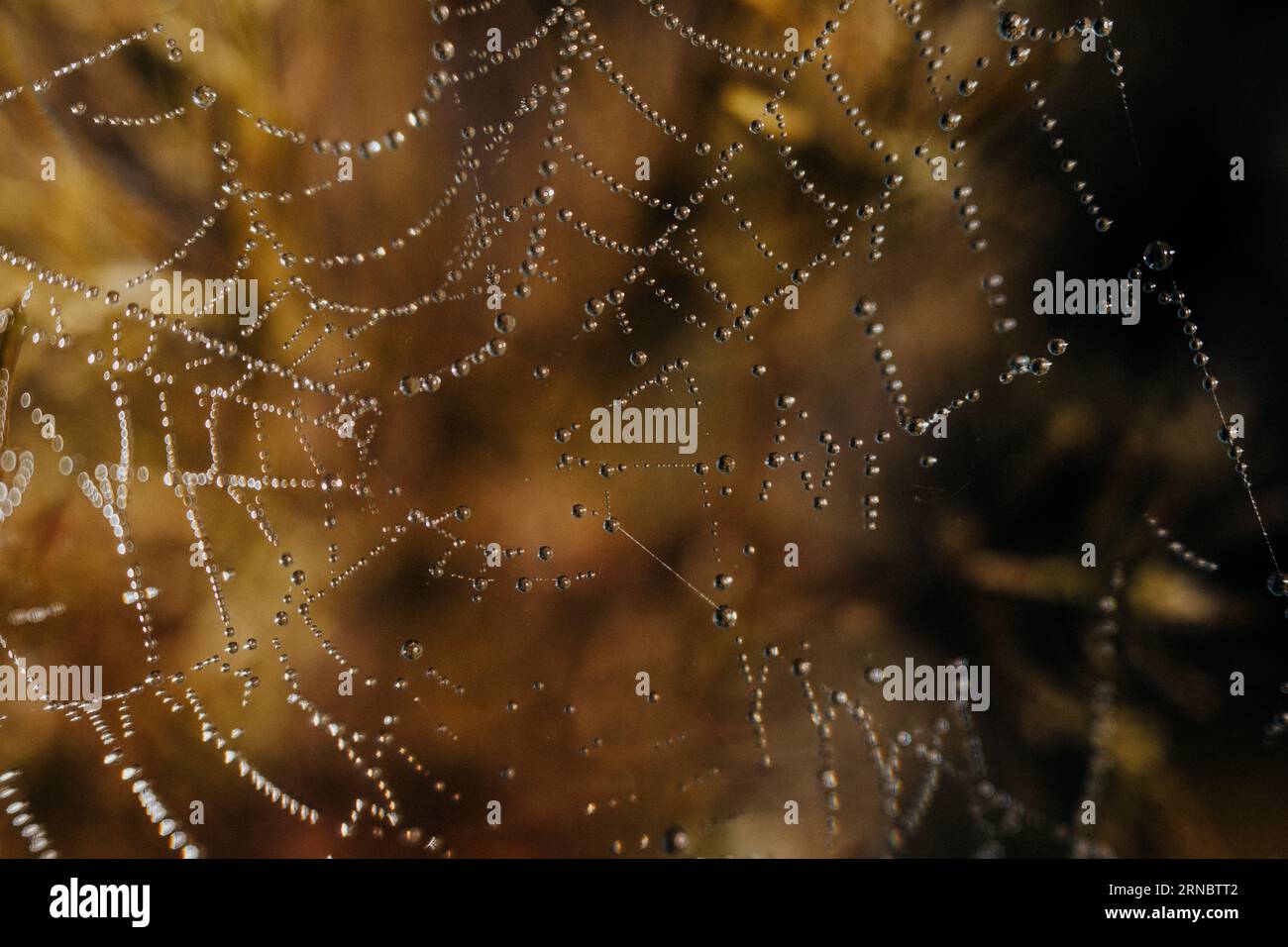 Dew on a spider web with an orange background Stock Photo